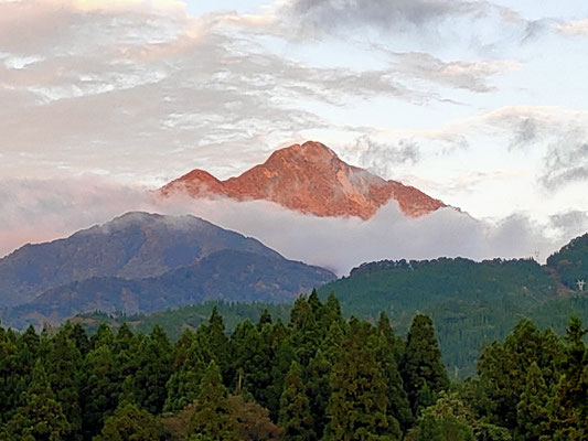 阿部櫻子プロフィール