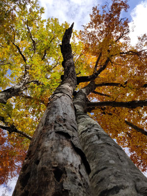 阿部櫻子プロフィール